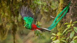 Resplendent Quetzal