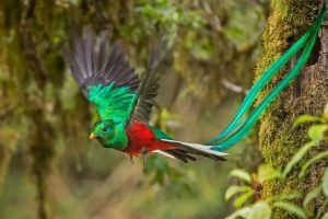 Resplendent Quetzal