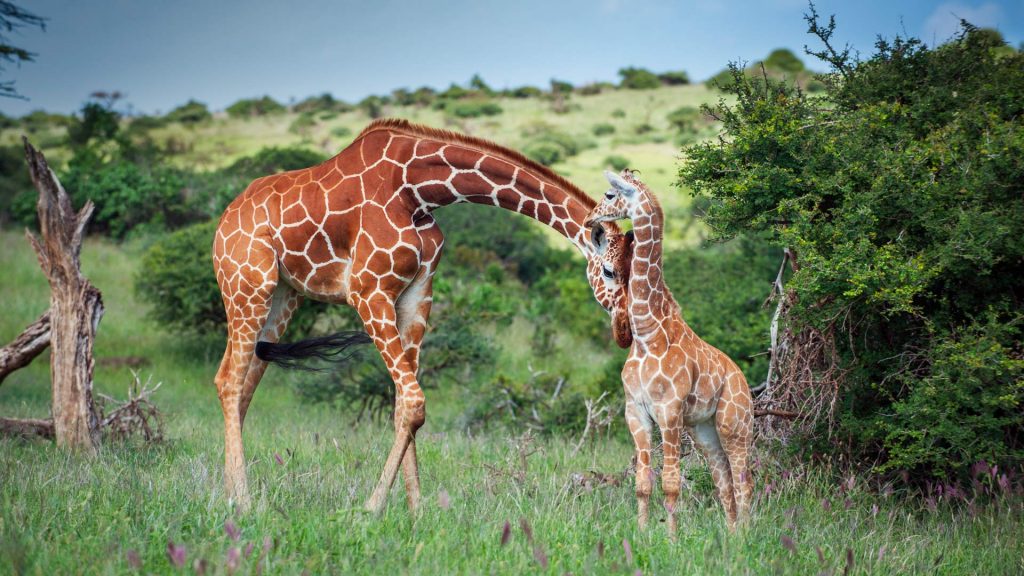 Reticulated Giraffe