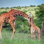 Reticulated Giraffe