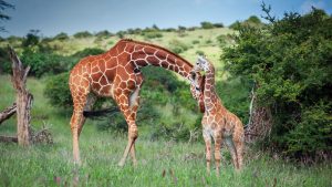 Reticulated Giraffe