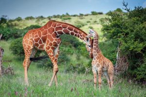 Reticulated Giraffe