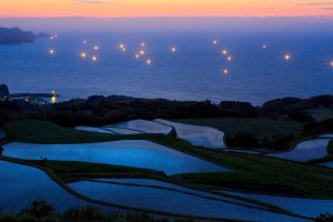 Rice Fields Lights