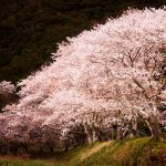 Sakura Spotlight