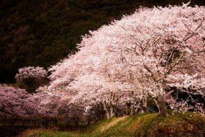 Sakura Spotlight