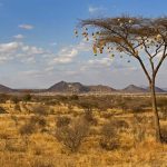 Samburu Nests