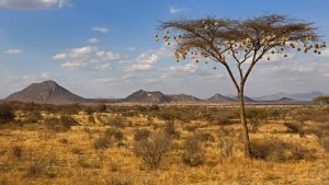 Samburu Nests