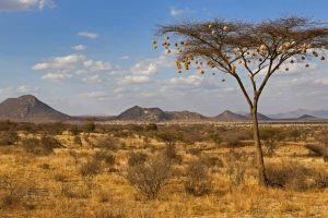 Samburu Nests