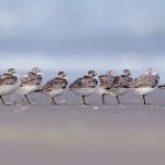 Sanderlings