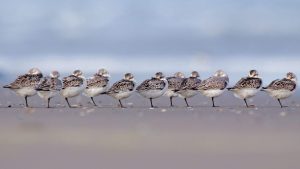 Sanderlings