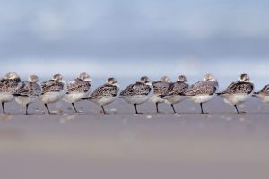 Sanderlings