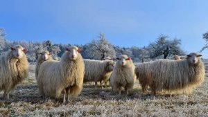 Schafe Spessart