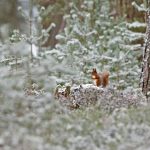 Scotland Squirrel