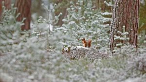 Scotland Squirrel