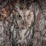 Screech Owl