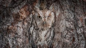 Screech Owl