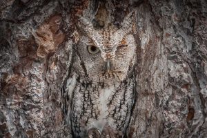 Screech Owl