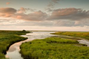 Shediac Marshland