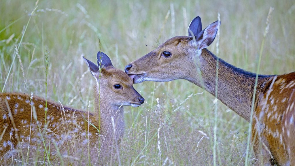 Sika Deer Female