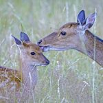 Sika Deer Female