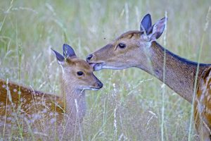 Sika Deer Female