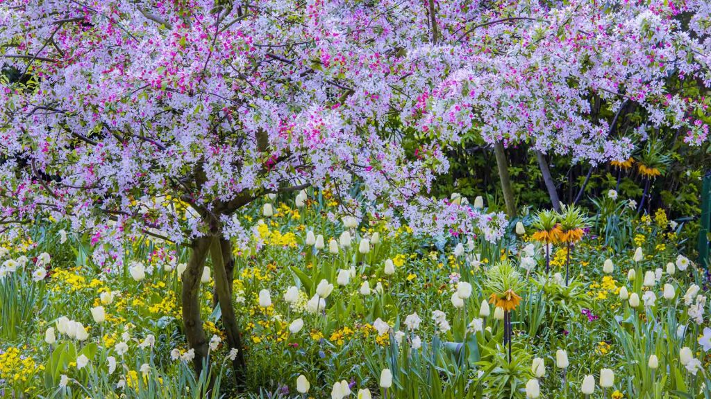 Springtimein Giverny