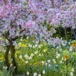Springtimein Giverny
