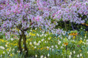 Springtimein Giverny