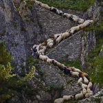 Steep Sheep