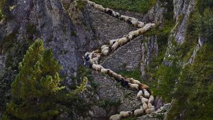 Steep Sheep