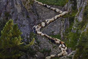 Steep Sheep