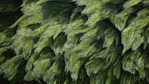 Subaquatic Vegetation