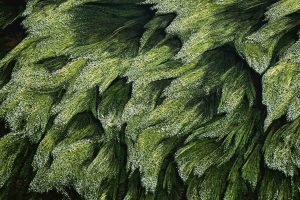 Subaquatic Vegetation