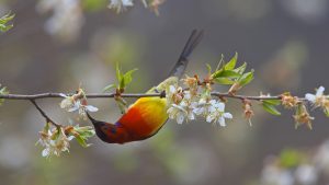 Sunbird