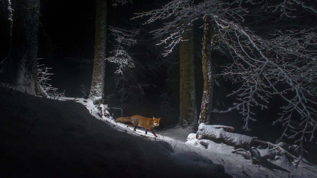Swiss Fox Snow