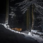 Swiss Fox Snow