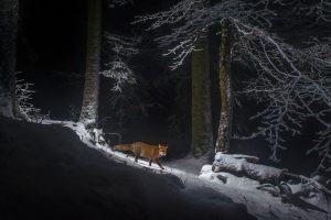 Swiss Fox Snow