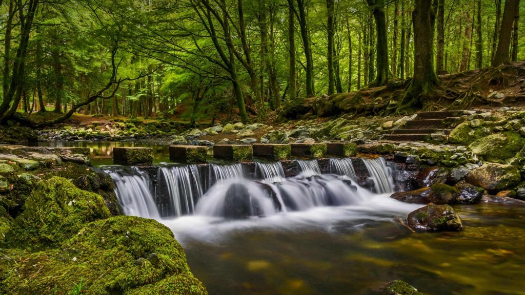 Tollymore Forest