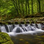 Tollymore Forest