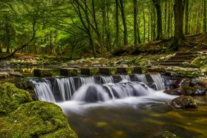 Tollymore Forest