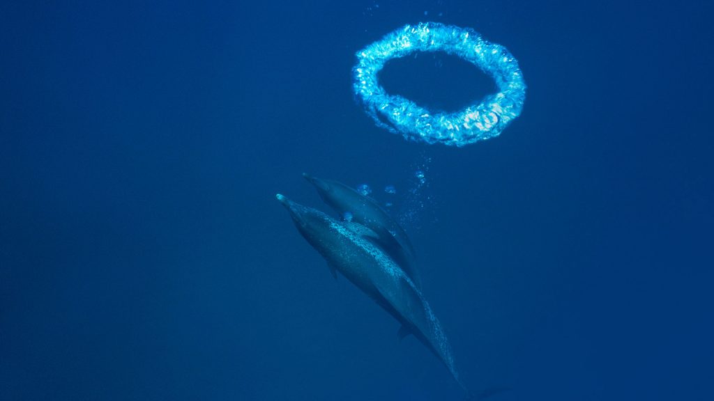 Toroidal Bubble