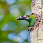 Toucanet Ecuador