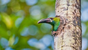 Crimson-rumped Toucanet