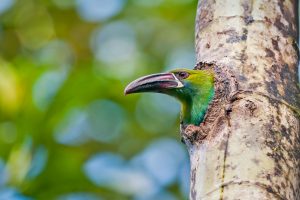 Toucanet Ecuador