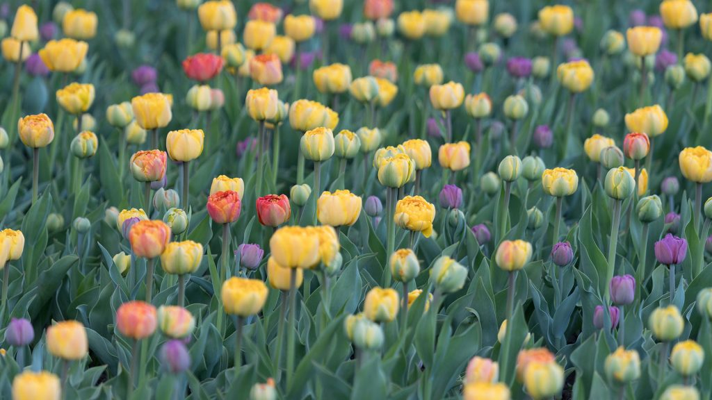 Tulip Fest – Bing Wallpaper Download