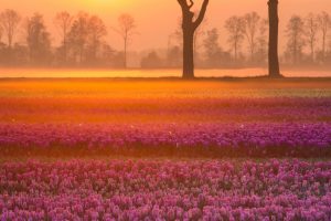 Tulips Equinox