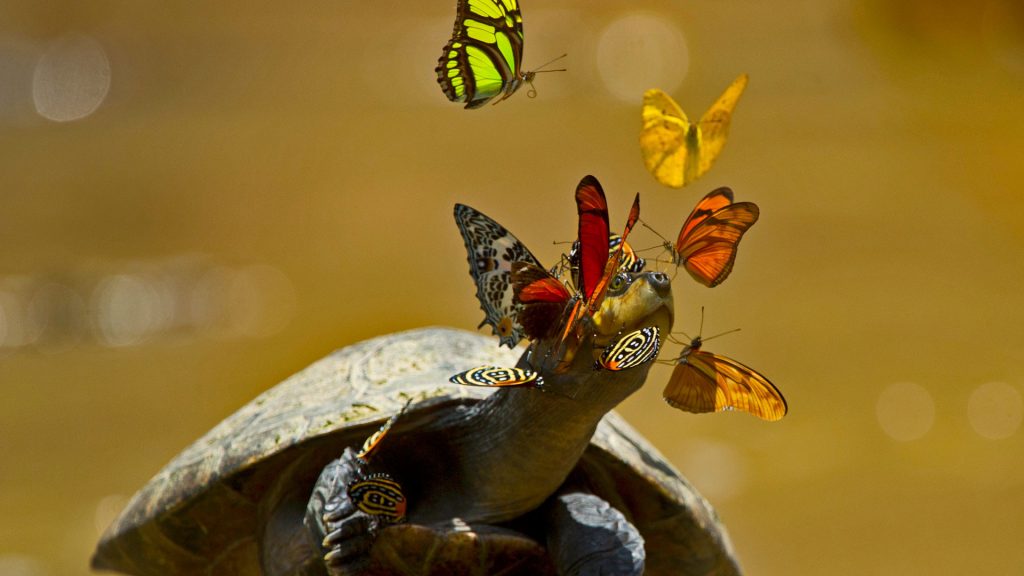 Turtle Tears – Bing Wallpaper Download