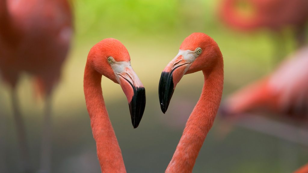 Valentines Flamingos