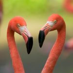 Valentines Flamingos