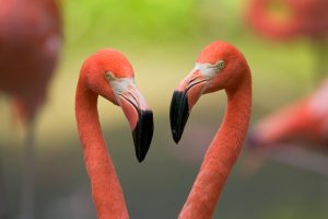 Valentines Flamingos